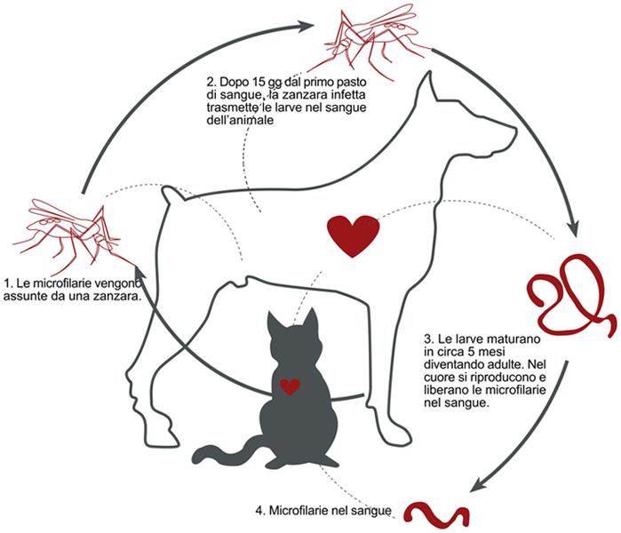 Filariosi cadiopolmonare (Filaria)