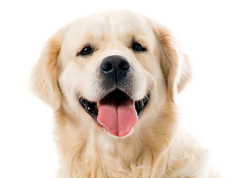 Quando, come e perche’ devo vaccinare il mio cane